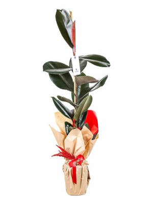 Erzincan Çiçekçi - Çift Dal Mor Orkide